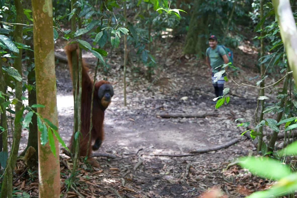 Orangutan on a Bukit Lawang rainforest trail