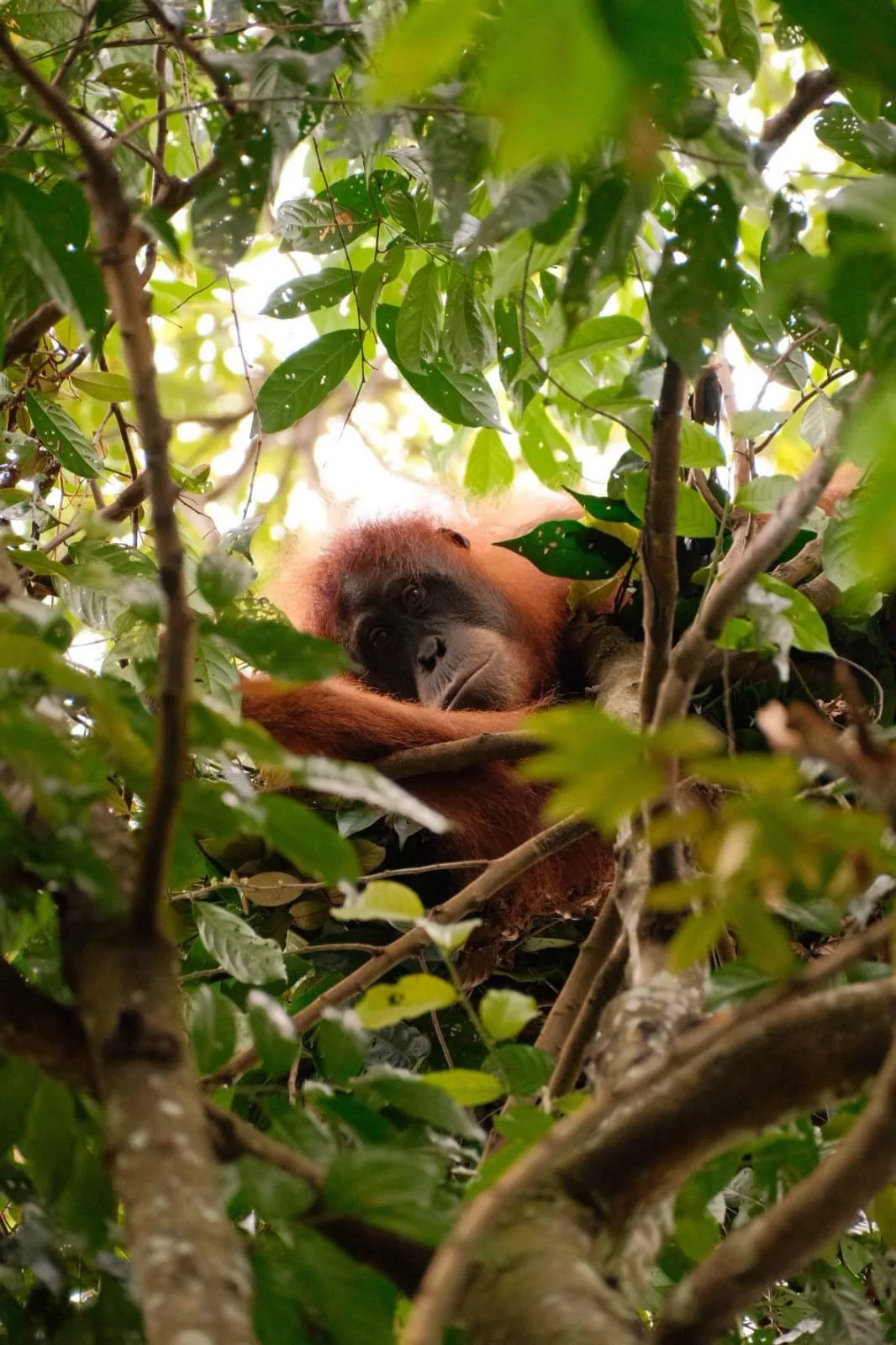 Orangutan peeking through the Bukit Lawang canopy