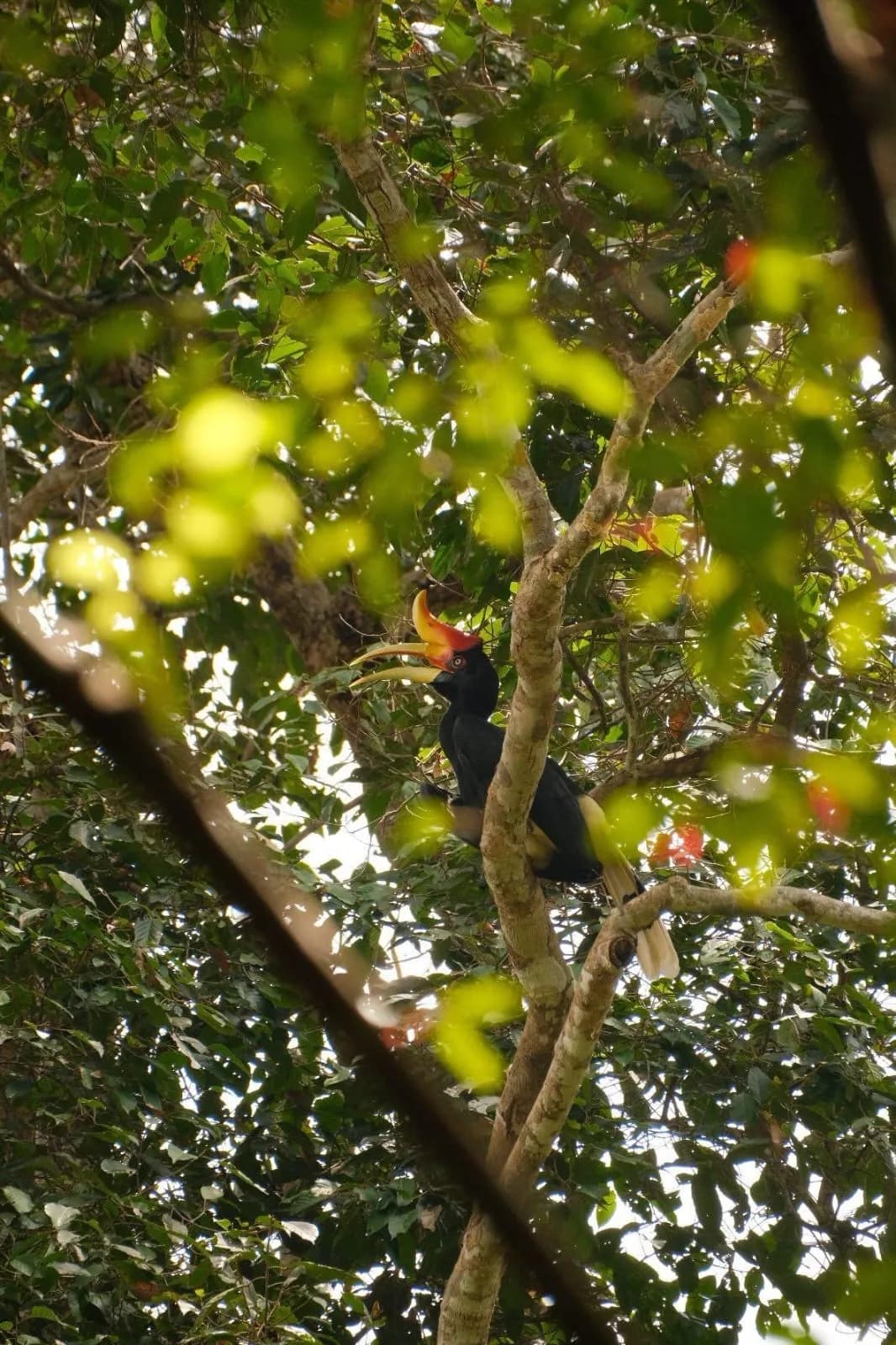 Orangutan moving through the upper canopy