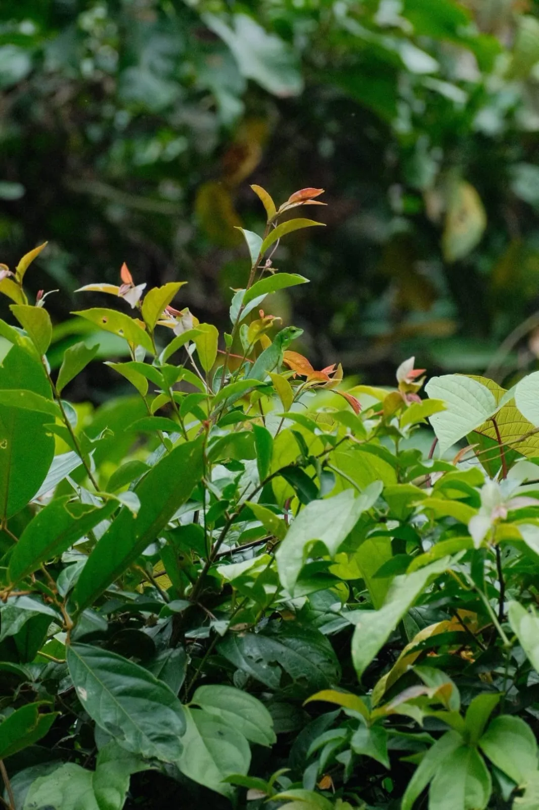 Orangutan hidden in dense rainforest foliage