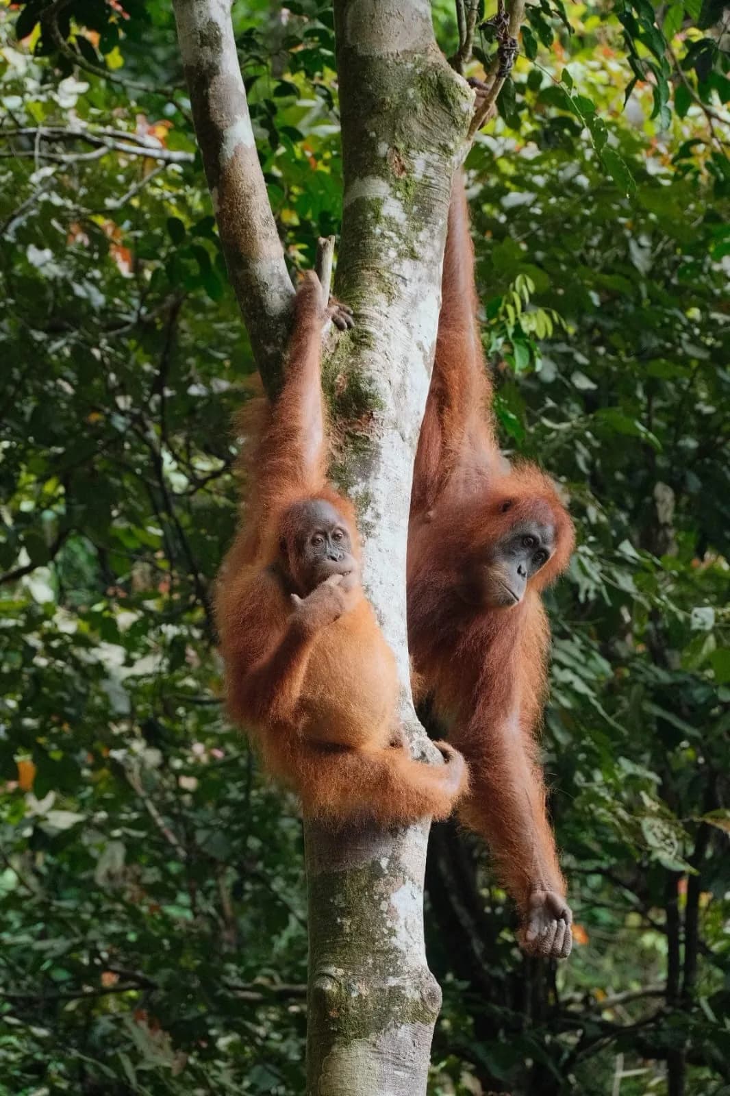 Two orangutans hanging in the rainforest canopy