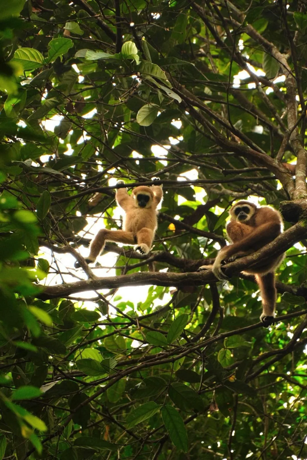 Two leaf monkeys on rainforest branches